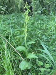 Epipactis phyllanthes