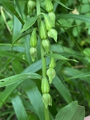 Epipactis phyllanthes