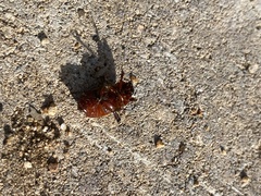 Cyclocephala melanocephala