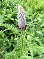 Pedicularis atropurpurea