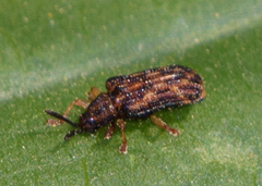 Sumitrosis inaequalis