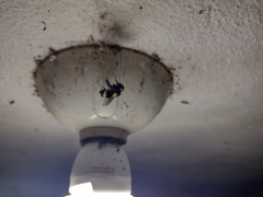 Bombus medius