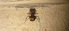 Camponotus pellarius