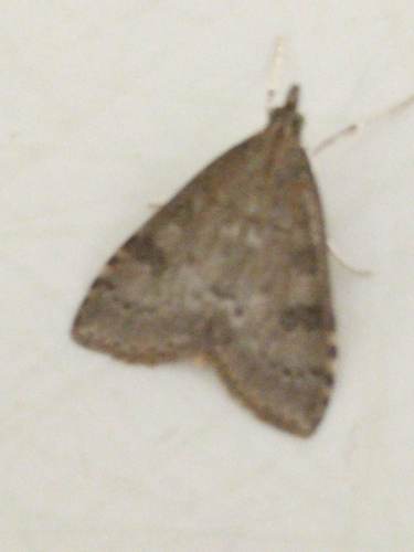 Dusky Pearl, Schiermonnikoog, Friesland, Netherlands, photo 7 of 10