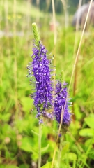 Veronica porphyriana
