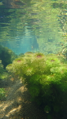 Limnophila