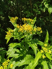 Senecio sarracenicus