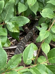 Nerodia sipedon sipedon