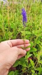 Veronica porphyriana