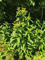 Senecio sarracenicus