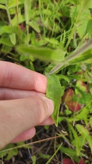 Veronica porphyriana