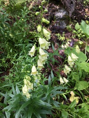 Digitalis ciliata