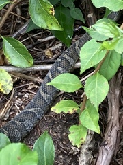 Nerodia sipedon sipedon