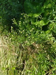 Senecio sarracenicus