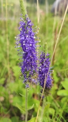 Veronica porphyriana