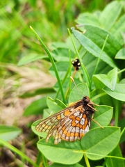 Euphydryas iduna