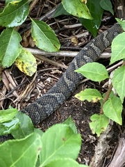 Nerodia sipedon sipedon