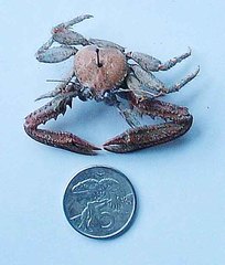 Petrocheles spinosus