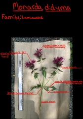 Monarda didyma