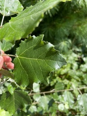 Populus alba