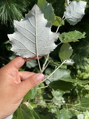 Populus alba