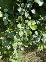 Populus alba