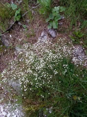 Gypsophila repens