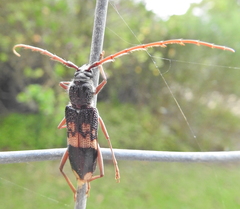 Phoracantha semipunctata