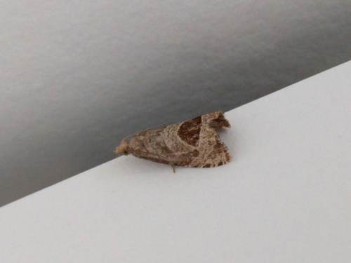 Bramble Shoot Moth, Schiermonnikoog, Friesland, Netherlands, photo 6 of 10