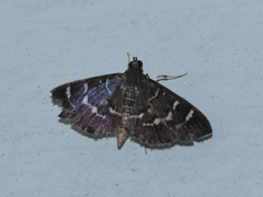Coptobasis