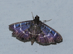 Coptobasis