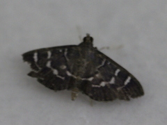 Coptobasis