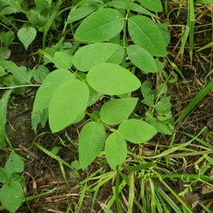 Lathyrus ochroleucus