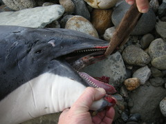Cephalorhynchus hectori