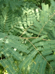 Senegalia berlandieri