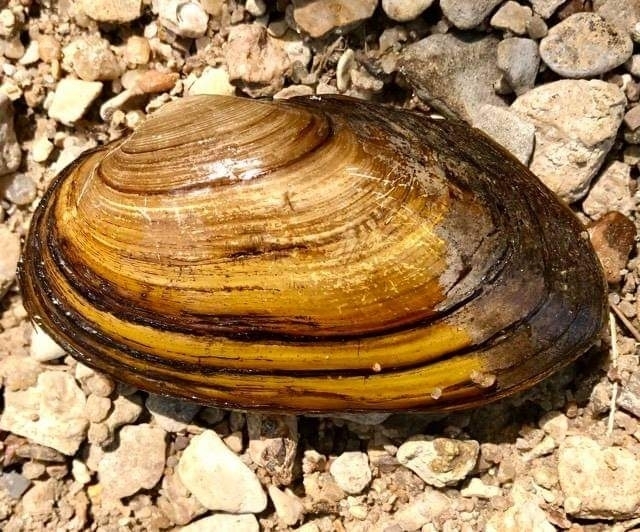 Uniomerus