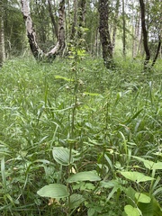 Epipactis phyllanthes