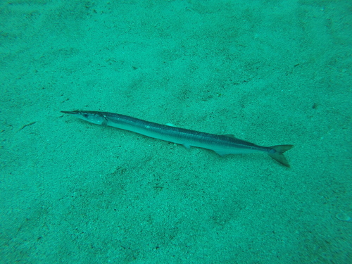 Garfish