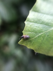 Anthocoris