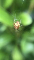 Araneus diadematus