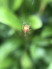 Araneus diadematus