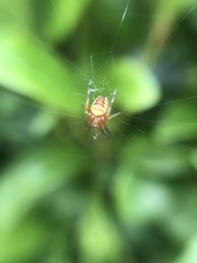 Araneus diadematus