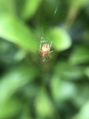 Araneus diadematus