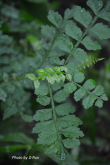 Harrisonia perforata