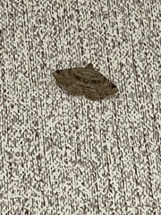 Digrammia gnophosaria