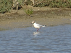 Chroicocephalus ridibundus