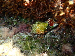 Stramonita haemastoma