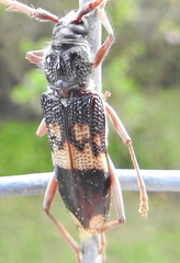 Phoracantha semipunctata