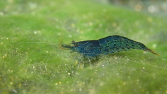 Caridina cantonensis