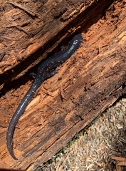 Plethodon montanus